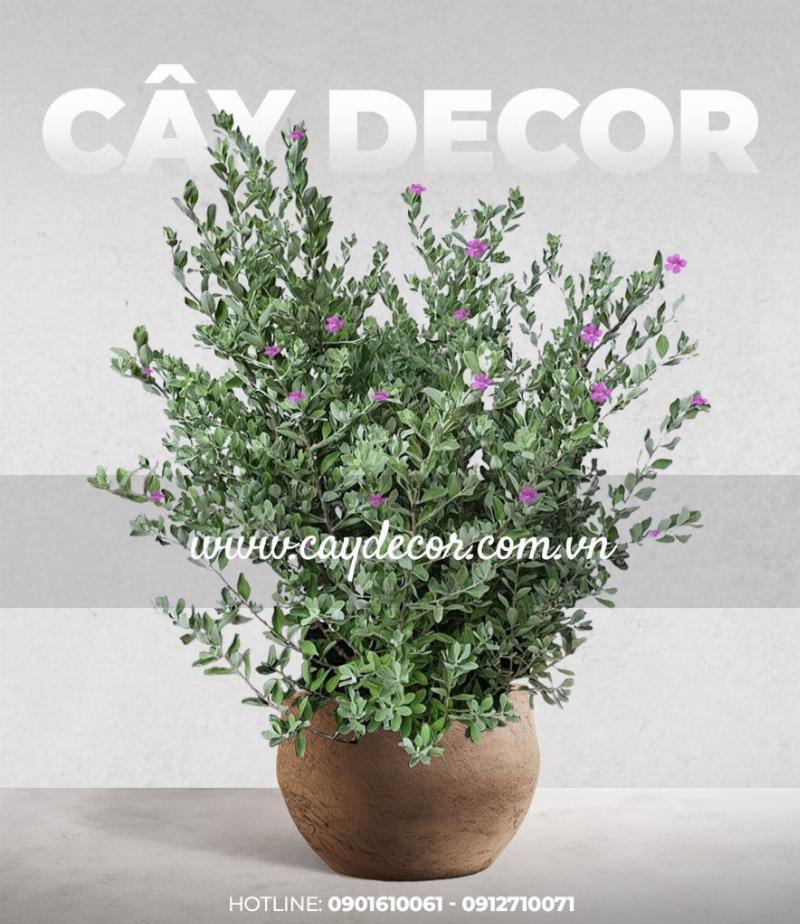 Cây Tuyết Sơn ở Vùng Núi Cao