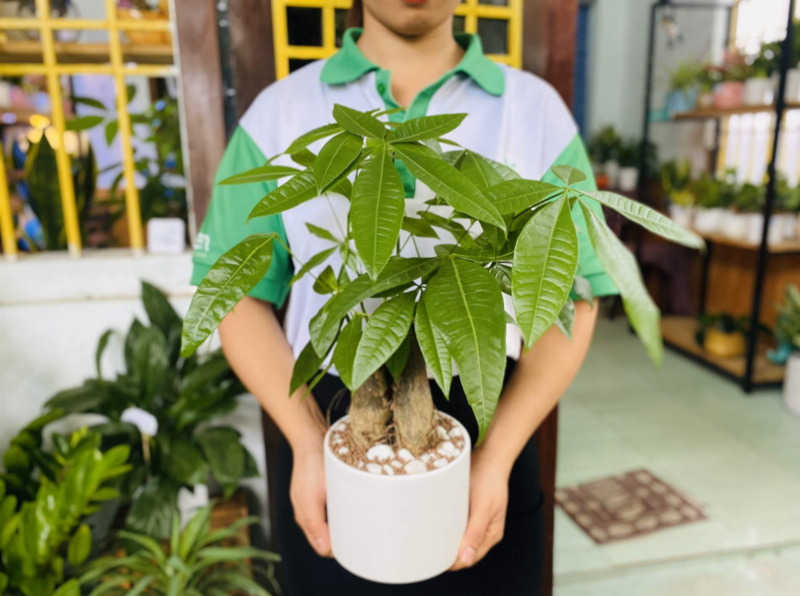 cay-van-nien-thanh-phu-hop-voi-menh-moc-mang-lai-may-man-va-tai-loc
