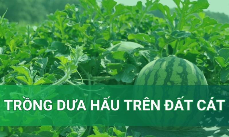 Một người nông dân đang tỉ mỉ chăm sóc cây dưa hấu non, có thể là tưới nước hoặc kiểm tra sâu bệnh, thể hiện sự cẩn thận trong quá trình trồng.
