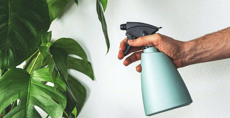 Chăm sóc cây cảnh trong nhà hiệu quả
