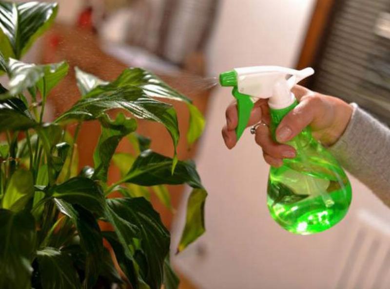 Chăm sóc cây cảnh văn phòng đúng cách