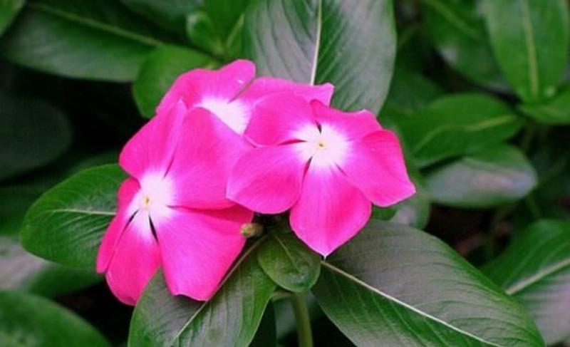 Hướng dẫn chăm sóc cây dừa kiểng trong chậu và ngoài vườn đầy đủ