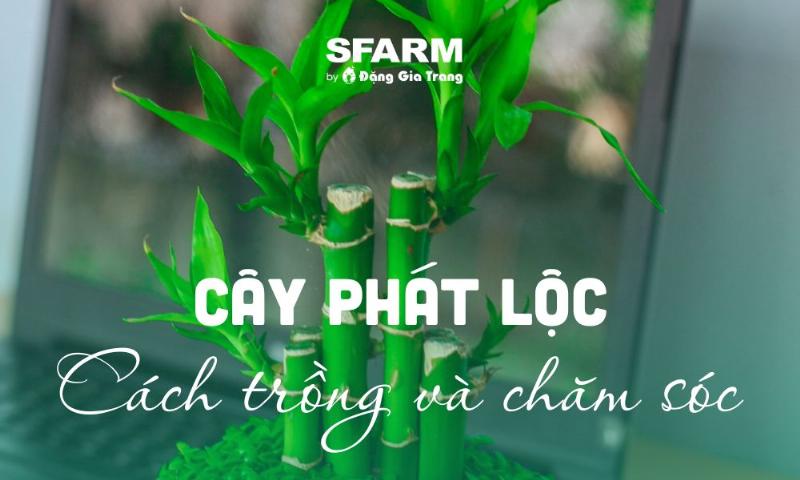 Chăm Sóc Cây Phát Tài Ra Hoa - Hướng dẫn chi tiết cách tưới nước, bón phân và cắt tỉa cho cây phát tài ra hoa.