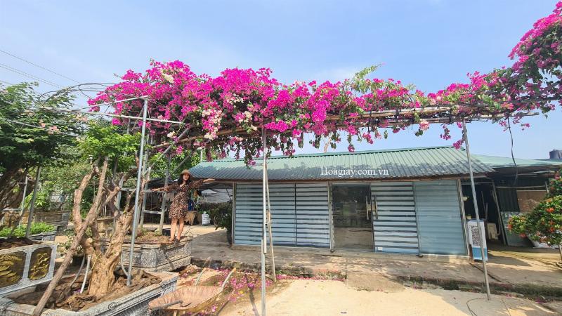 huong-dan-cham-soc-hoa-giay-dep-de-hoa-luon-ruc-ro