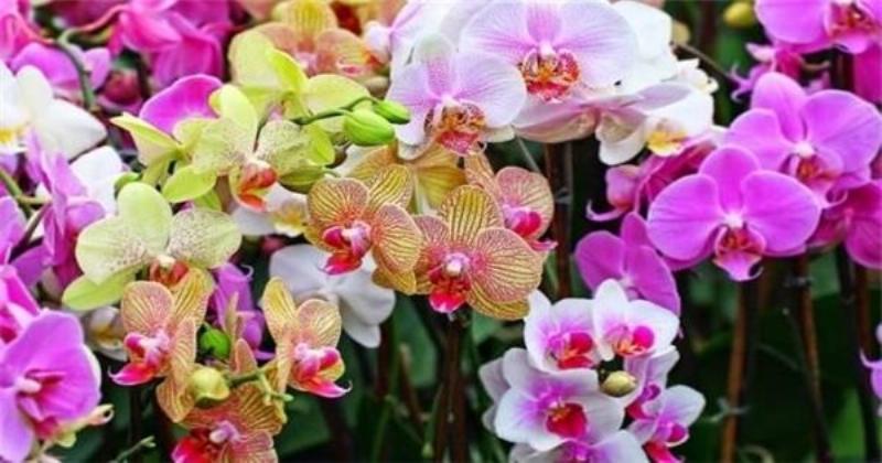 huong-dan-cham-soc-lan-ho-diep