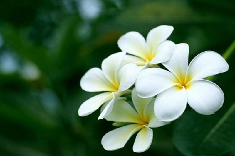 Chăm sóc lan trong chậu sứ hiệu quả