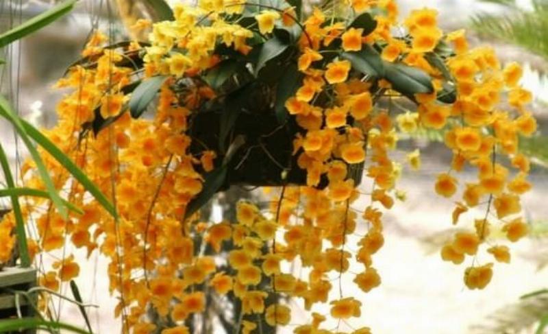 bi-quyet-cham-soc-lan-vay-rong-khoe-manh
