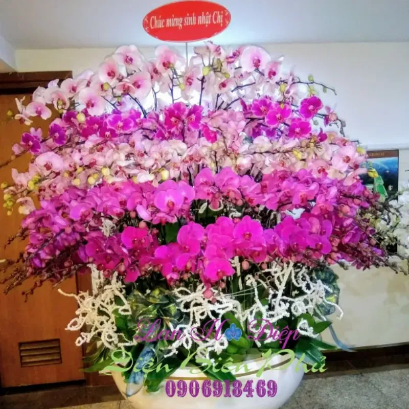 Chậu sứ trồng lan đẹp mắt và sang trọng
