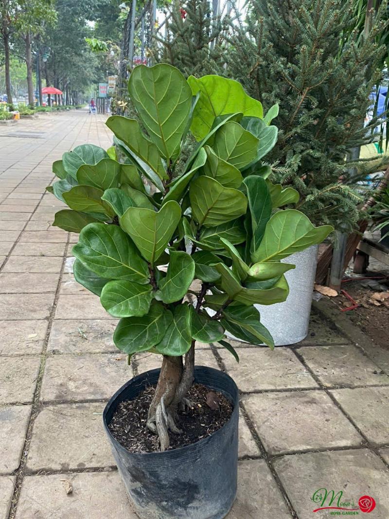 Cây bàng singapore phát triển tốt trong không gian sống hiện đại