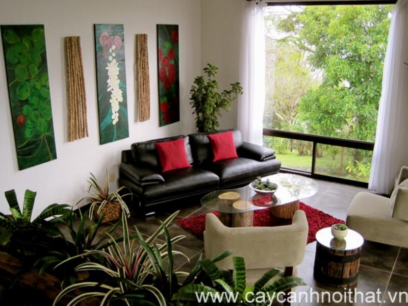 Chọn cây văn phòng phù hợp với không gian