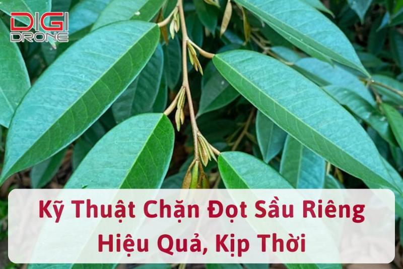Chọn đọt sầu riêng cần chặn bằng anvil