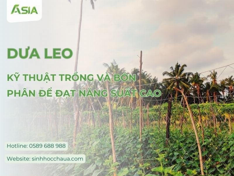 Người nông dân đang cày bừa chuẩn bị đất cho việc trồng dưa hấu, đảm bảo đất tơi xốp và giàu dinh dưỡng để cây phát triển tốt.