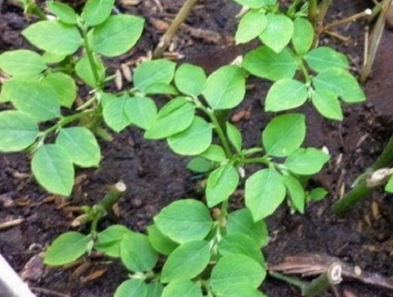 Người nông dân đang trộn đất và phân bón hữu cơ chuẩn bị cho một vườn rau đẹp, đất tơi xốp giàu dinh dưỡng.