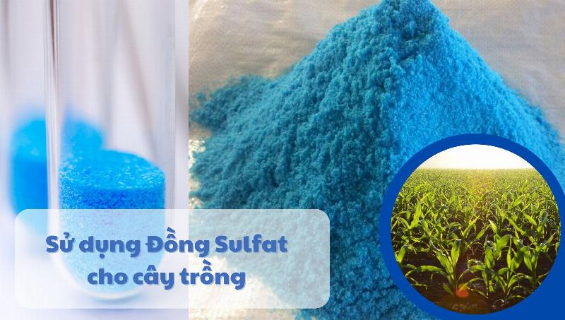 Hình ảnh con bọ cánh cam đỏ đen đậu trên lá cây xanh tươi, biểu tượng nông nghiệp sạch