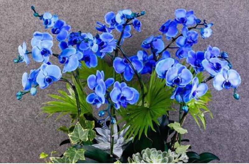 Công Dụng Của Hoa Lan Rừng