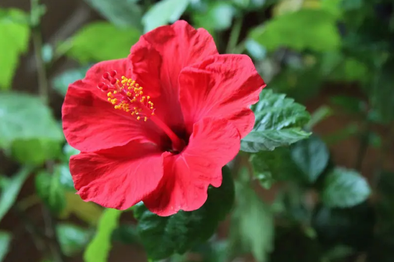 Công Dụng Của Hoa Râm Bụt