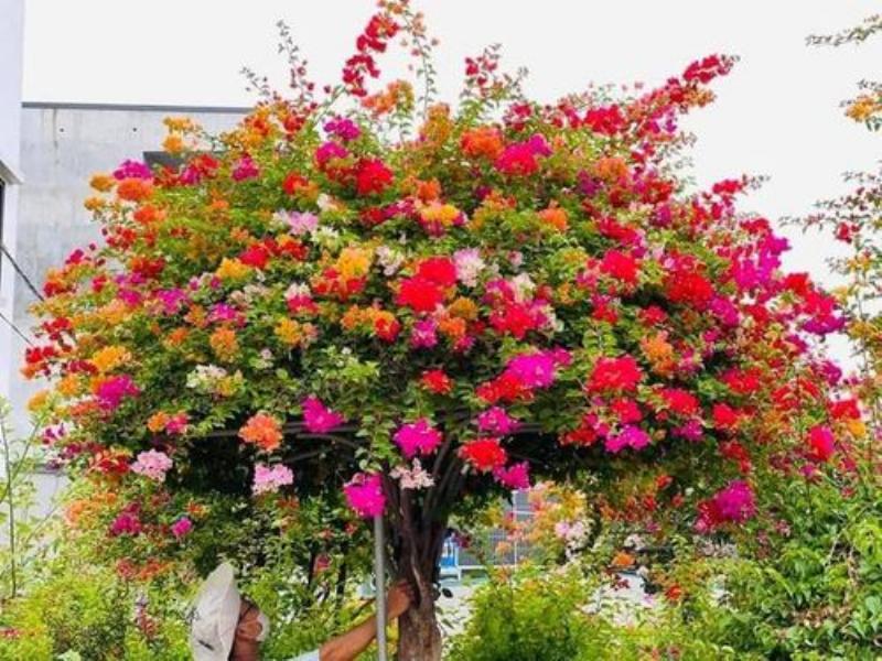 Đặc Điểm Hoa Giấy Thái