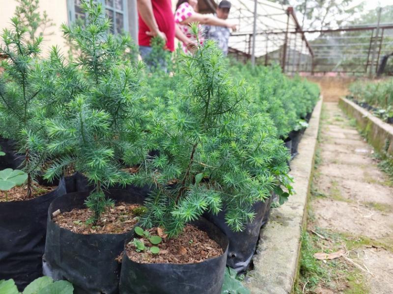 Gia Công Thực Phẩm Chức Năng từ Cây Tuyết Sơn