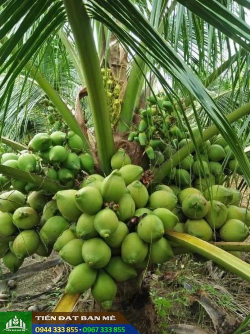 Khám phá giá trị và tiềm năng kinh tế từ cây dừa kiểng lùn