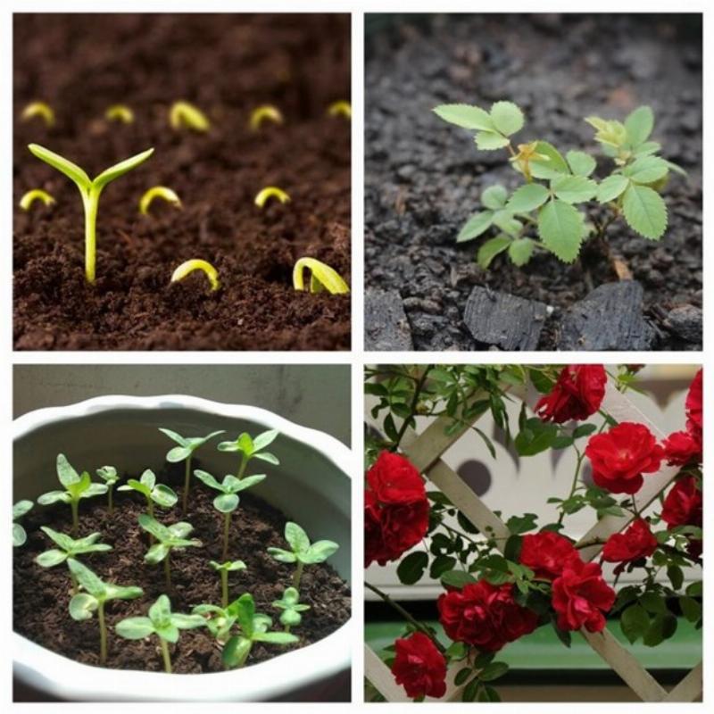 Gieo trồng hạt giống hoa đúng cách