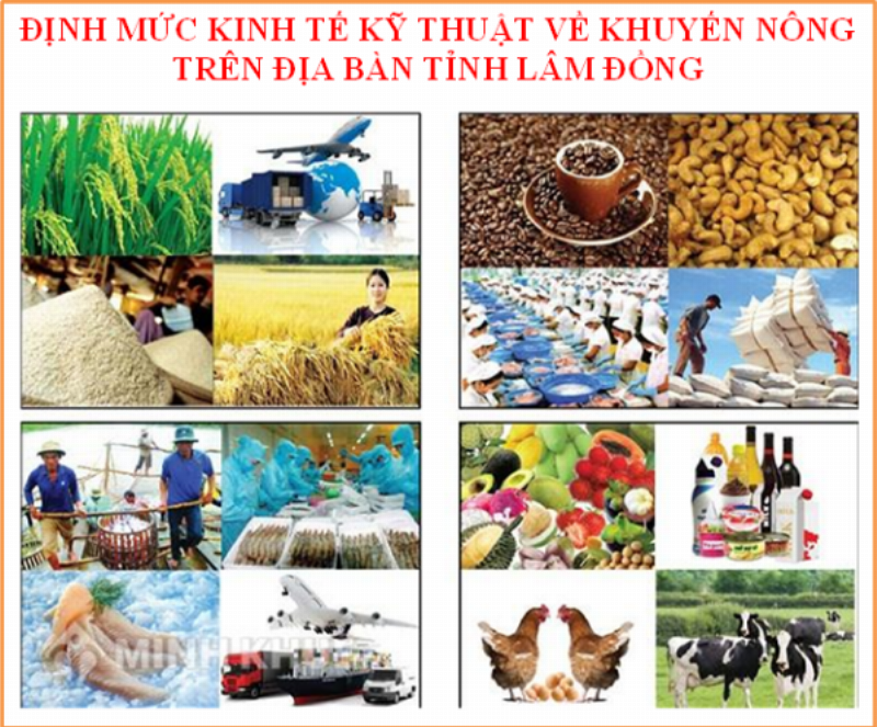 Hình ảnh hạt giống dâu tây và quy trình phân tầng lạnh trong tủ lạnh trước khi gieo trồng