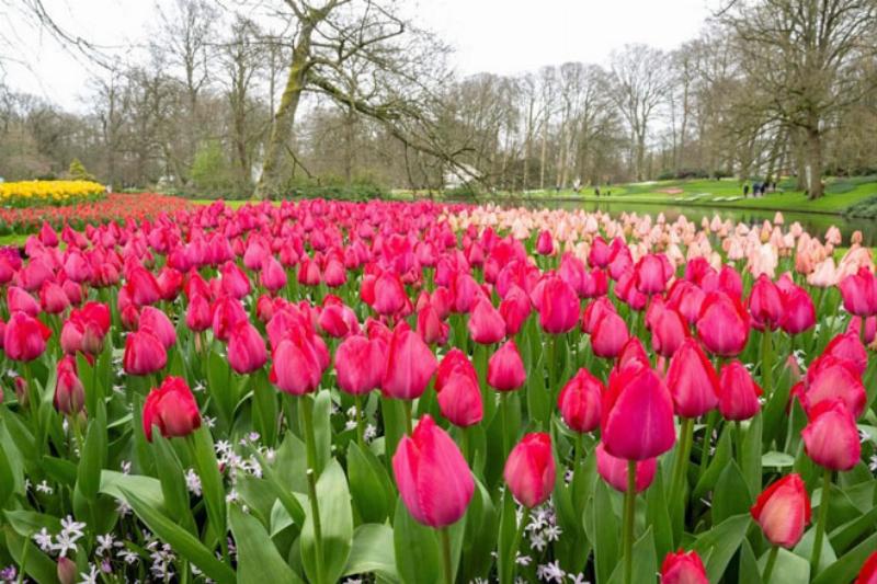 hinh-nen-hoa-tulip-rong-ro-sac-mau