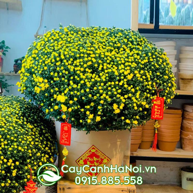Hình ảnh hoa cúc mâm xôi trong vườn