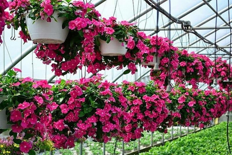 Hoa giấy rực rỡ trên ban công