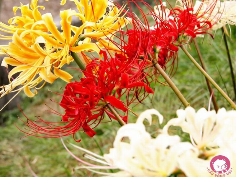 Hình ảnh cây hoa loa kèn đỏ và phần củ ngầm chứa độc tính Lycorine cao cần cẩn trọng