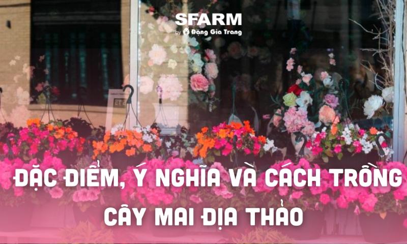Hinh anh cay hoa mai dia thao no ro voi nhung bong hoa mau vang tuoi