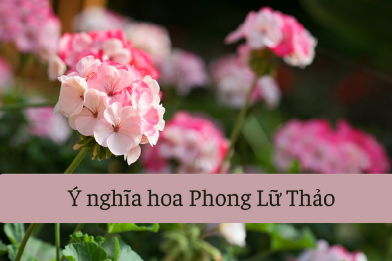 hinh-anh-hoa-phong-lu-thao-dep-mat-voi-nhung-dac-diem-noi-bat
