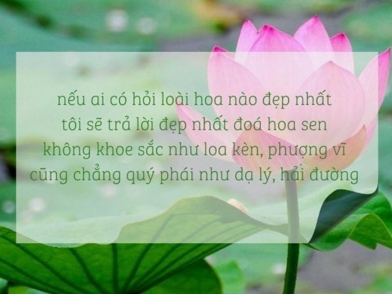 Anh chup can canh hoa tung tuyet mai trang nho li ti nhuy vang tren nen la kim xanh