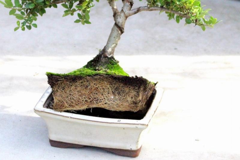Học làm bonsai