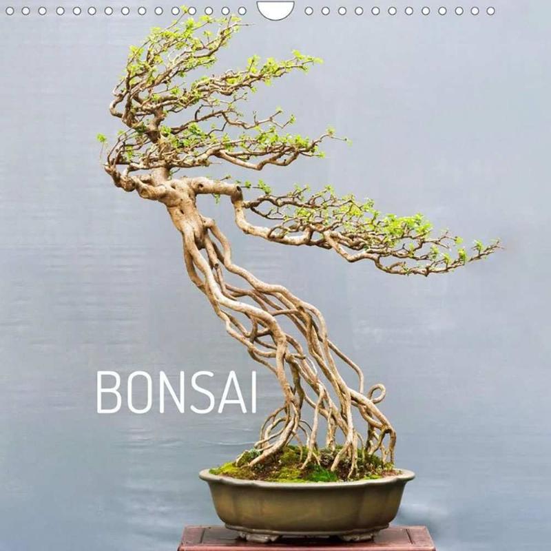 hinh-anh-ky-thuat-tao-hinh-bonsai