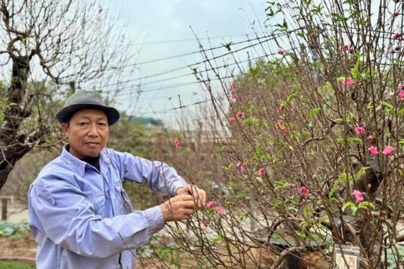 Làng đào Nhật Tân nổi tiếng với hoa đào ngày Tết tại Hà Nội, sắc hồng rực rỡ mỗi độ xuân về