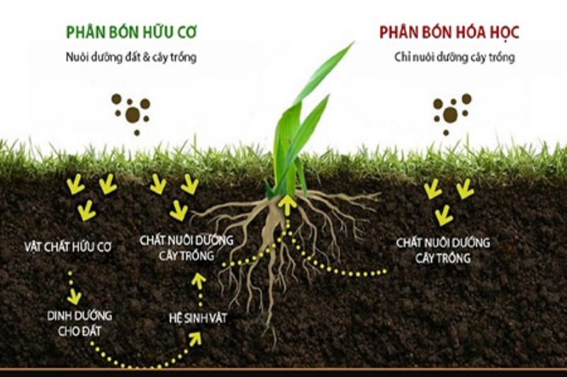 loi-ich-su-dung-compost-cho-cay-trong