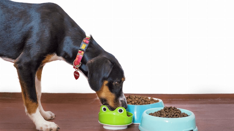 Lựa chọn hạt giống hoa phù hợp