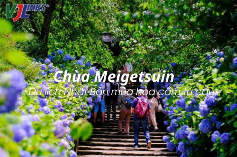 Hình ảnh minh họa nguồn gốc và lịch sử phát triển ý nghĩa hoa cẩm tú cầu