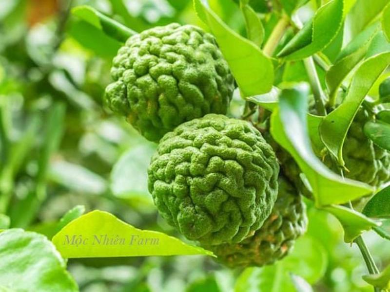 Các loại thảo mộc tươi được thu hoạch, tượng trưng cho nguồn nguyên liệu sạch từ môi trường có con bọ cánh cam