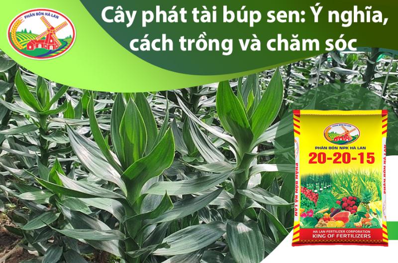 cach-nhan-giong-cay-phat-tai