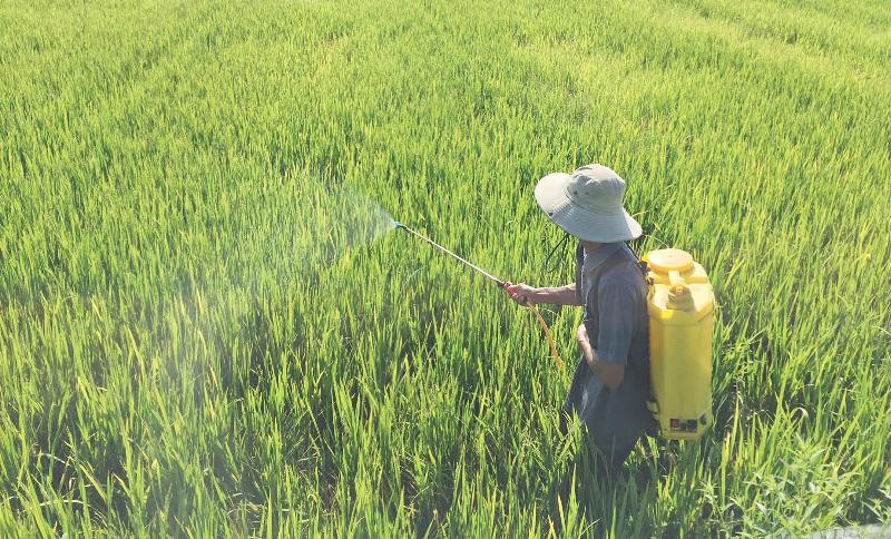 ảnh minh họa ảnh hưởng của phân bón và thuốc bảo vệ thực vật đến năng suất cây trồng