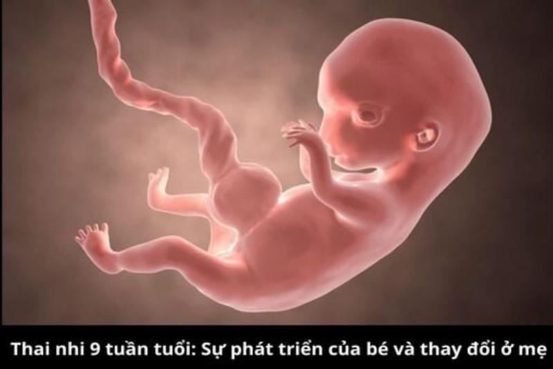 Hinh anh qua cay bang tuoi va chin, cac giai doan phat trien