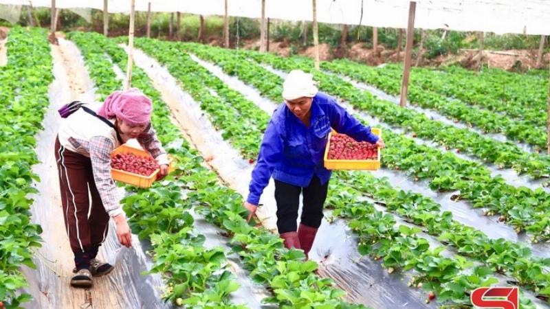Những trái dâu tây chín đỏ mọng nước, sẵn sàng thu hoạch trên nền lá xanh