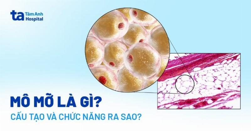 Quy trình chuyển hóa năng lượng và vai trò của mỡ dưới da trong dự trữ