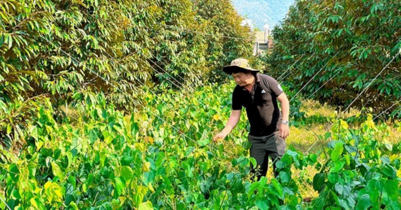Hình ảnh rau bò khai tươi tốt trong vườn