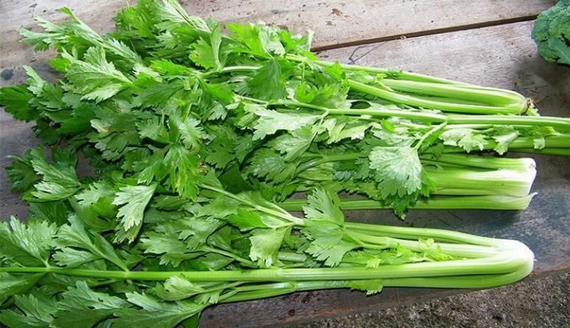 rau-day-la-nguon-dinh-duong-tuyet-voi