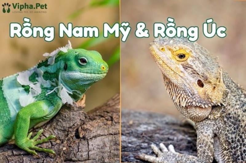 Rồng Nam Mỹ Màu Sắc Đa Dạng