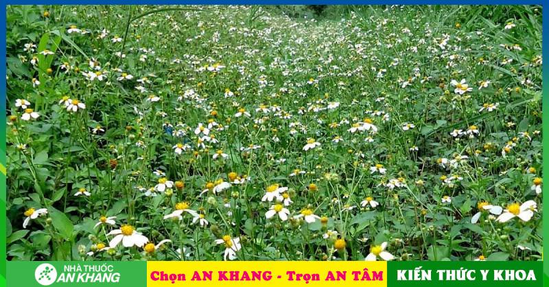 Sản phẩm chiết xuất cây xuyến chi dạng lỏng hoặc viên nang trong chai lọ