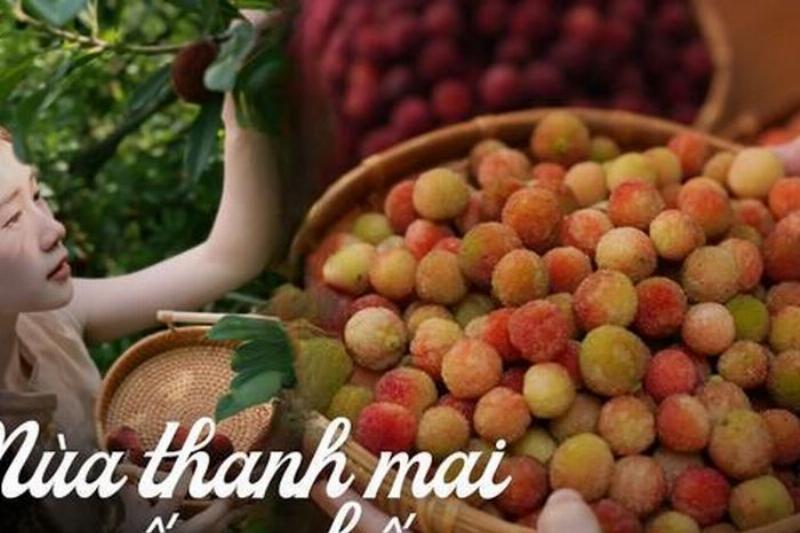 Lọ siro hoa thanh mai màu đỏ tím đẹp mắt, đang được ngâm theo công thức truyền thống, sẵn sàng sử dụng