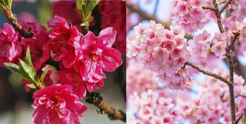 So sánh hình dáng và màu sắc của hoa anh đào Nhật Bản và hoa đào Việt Nam